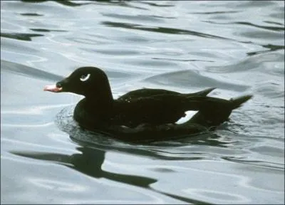 Je suis la plus grande des macreuses dans la rgion. Qui suis-je ?