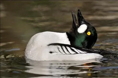 Mon nom scientifique est Bucephala clangula. Qui suis-je ?