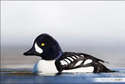 Je suis le plus grand des garrots de la rgion. Qui suis-je ?