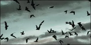 Il existe combien d'espces de chauves-souris en France ?