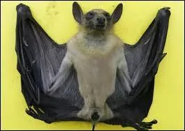 La chauve-souris est un animal trange ; devinez pourquoi ?