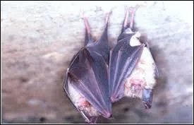 Les chauves-souris sont des animaux qui s'accouplent pendant une certaine priode de l'anne ; laquelle ?
