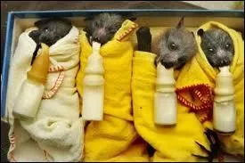 Quand la femelle attend un bb, il faut qu'elle attende combien de jours avant qu'il sorte ?