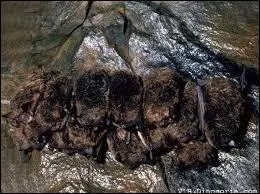 Que font les chauves-souris pendant l'hiver ?