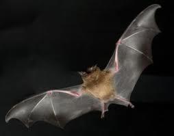 Quiz Chauves-souris