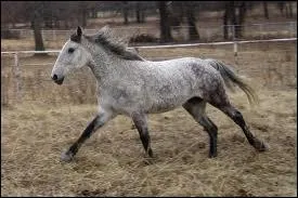 Quelle est la robe de ce cheval ?