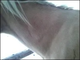 Comment s'appelle cette partie du cheval ?