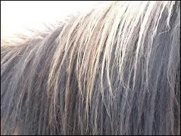 Comment s'appelle cette partie du cheval ?