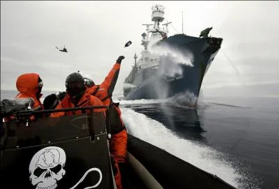 Sur cette photo, des cologistes tentent d'empcher une chasse  la baleine !