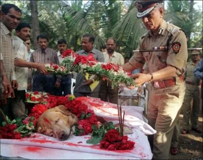 Zanjeer, golden-retriever form  la dtection des armes et des explosifs, a sauv des centaines de personnes en Inde !
