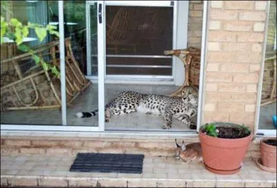 Avec beaucoup d'efforts, on peut arriver  domestiquer un lopard et un lynx, la preuve sur la photo !