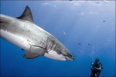 On peut endormir un requin en le caressant !