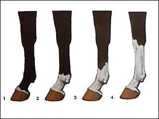 Quel est le nom de la balzane n4 ?