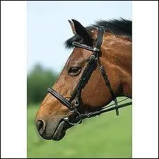 Quel est le nom de ce filet ?