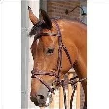 Quel est le nom de ce filet ?