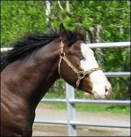 Quel est le nom de cette marque ?