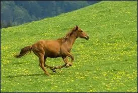 Quelle est cette allure ?