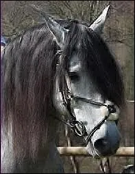 Shy'm est-elle passionne de cheval ?