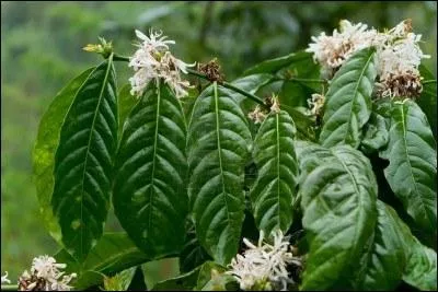 Combien d'annes seront ncessaires avant qu'un cafier ne donne sa premire floraison ?