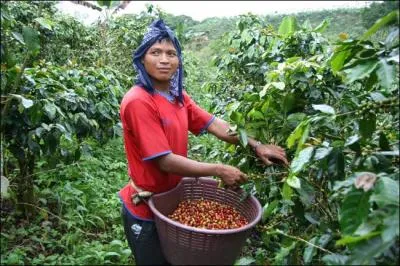 Combien d'annes seront ncessaires avant qu'un cafier ne donne sa premire rcolte ?
