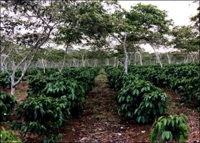 Quelle est la dure de vie moyenne d'un cafier ?