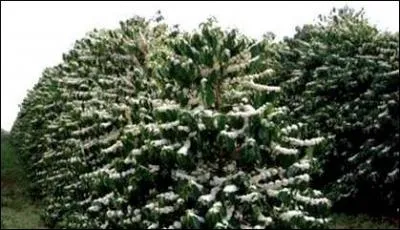  l'tat naturel, quelle taille atteint un Coffea arabica ?