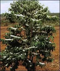 l'tat naturel, quelle taille atteint un Coffea canephora ?