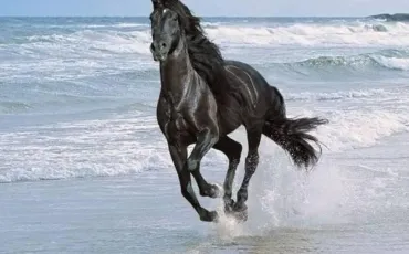 Quiz Galop 1