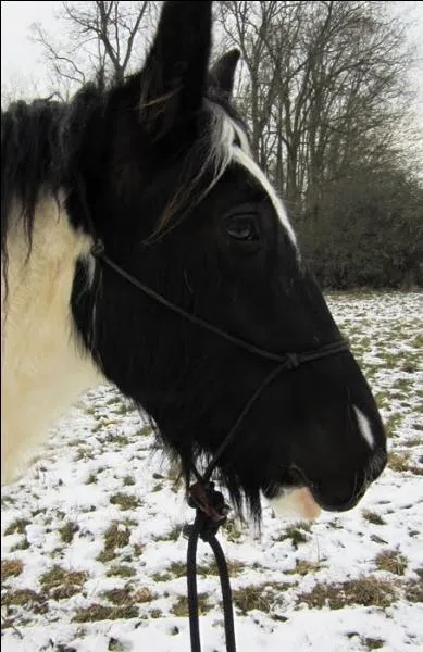 Laquelle de ces brosses ne doit-on jamais passer sur la tte ?