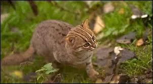 A quelle famille appartient le chat sauvage ?