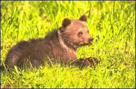 A quelle famille appartient l'ours ?