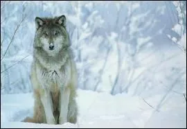 A quelle famille appartient le loup ?