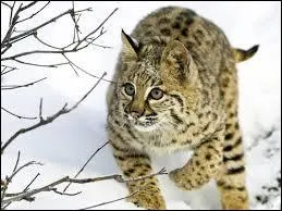 A quelle famille appartient le lynx ?