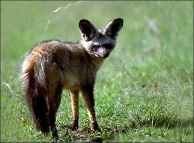 A quelle famille appartient le fennec ?