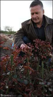 Comment appelle-t-on le mtier consistant  crer de nouveaux rosiers en croisant deux varits, ce professionnel pratiquant l'hybridation ?