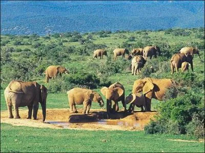 On trouve maintenant de trs bons vins dans de nombreux pays. Dans quel pays se trouve le vignoble de Constantia ?