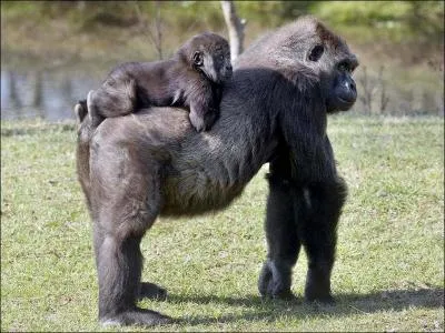Ils sont mignons, ces deux chimpanzs, c'est une maman et son bb !