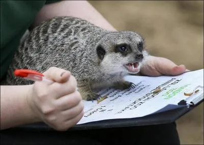 Elle est facile  reconnatre, c'est la loutre !