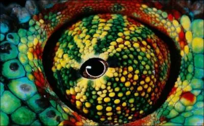 Cet oeil est celui d'un camlon !