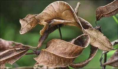 Sur cette photo, une sauterelle est dguise en feuille !