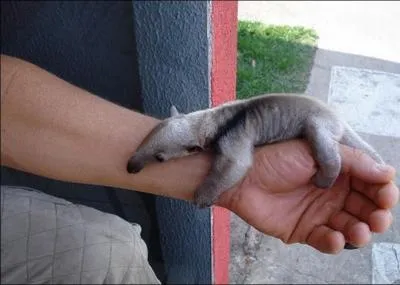 Comme tu peux le voir, c'est un jeune furet !