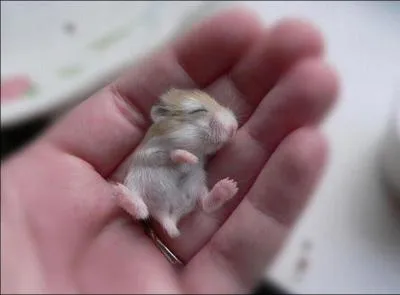Tu connais bien sr ce petit animal, c'est le bb du hamster !