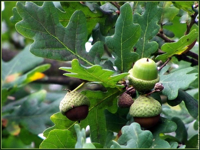 quel arbre donne des glands