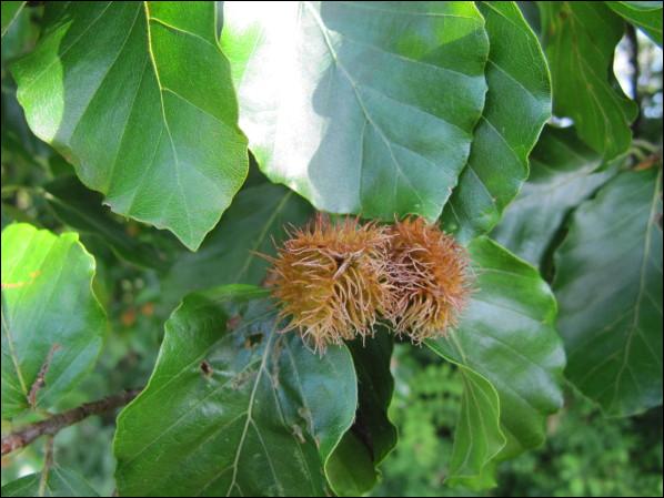 quel arbre donne des glands