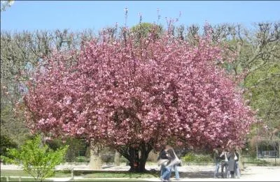 Quel est le nom donn au fruit de prunus ?