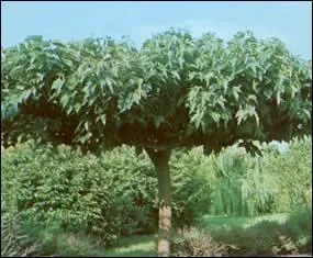 Quel est le fruit du mrier-platane ?