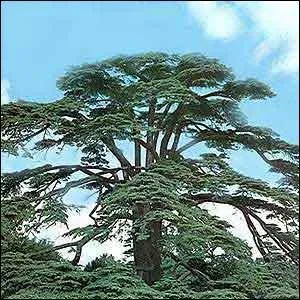 Quel est le nom du fruit du cdre ?