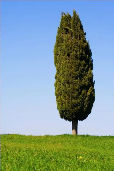 Que porte le cyprs ?