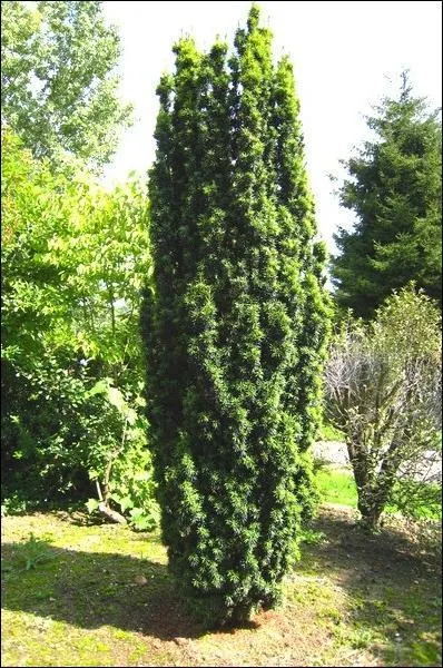 Que trouve-t-on sur un if ?