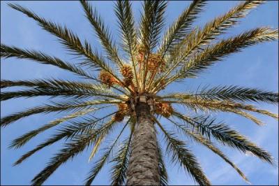 Quel est le fruit du palmier à huile ?
